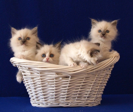 Kitten basket - animals, sweet, basket, four, cute, kitten