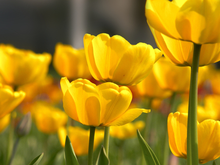 Yellow tulips - tulips, flowers, yellow, nature, colorful