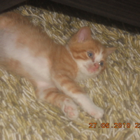 My cute kitten