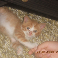 My kitten