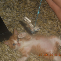 Kitten