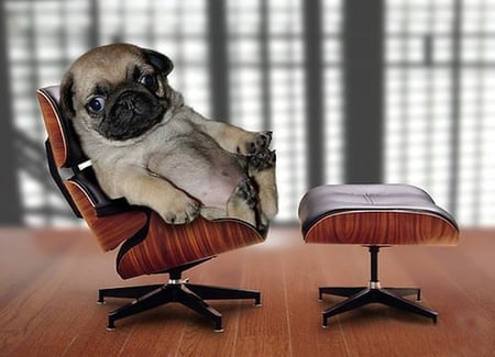 JUST RELAXING - puppy, pug, dog, animal, cute