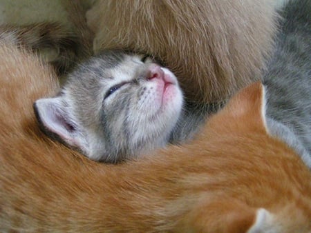 mother's precious - precious, mother, sweet, pet, kitten