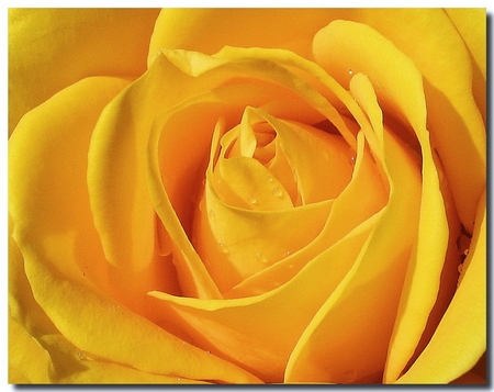 LOVE of yellow - close up, yellow, petals, rose, flower