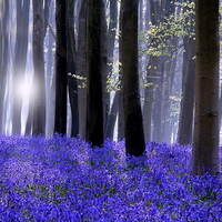 Bluebell carpet