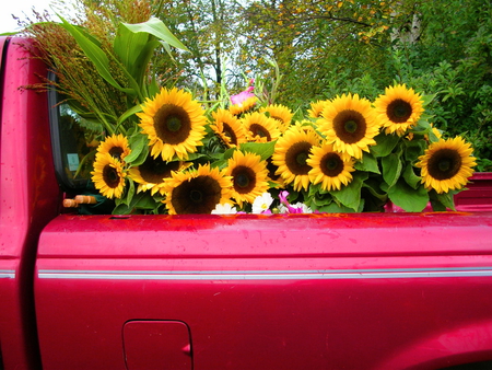 Bringing home the sun - sunflowers, brown, yellow, red, truck