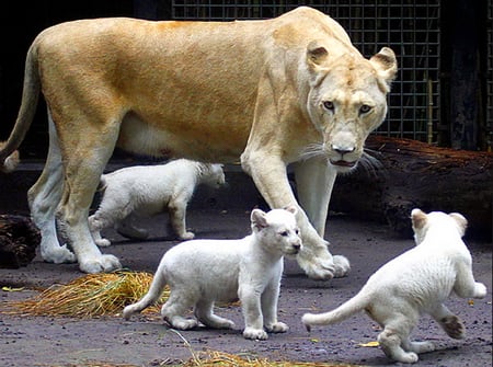 White trio - white, trio, cubs, play, female, mother, lioness