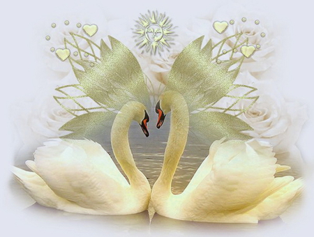 The beauty of swans