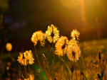 golden dandelions