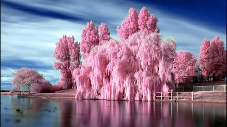 BUBBLE GUM BLOOMS - nature, lake, trees, pink, tree, flowers, other