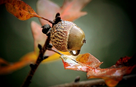 O Lacrima - toamna, lacrima, nature, autumn, tear, ghinda