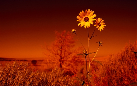 Yellow Flower - flower, colorado, sands, life, yellow, desert, nature