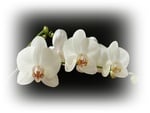 White Orchid