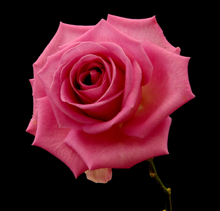 Pink rose