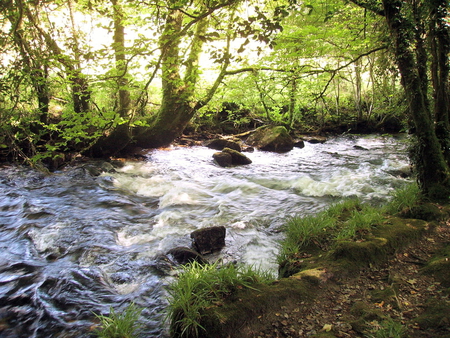 Babbling Brook - brook, babbling, forest, trees