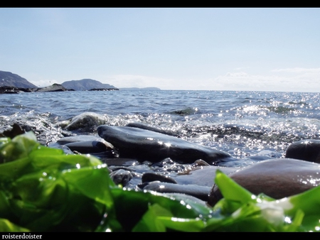 Glittering Seaside - leaves, seaside, glittering, rocks