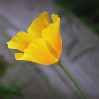 Pretty Poppy