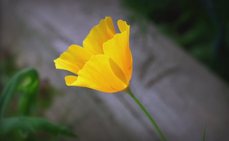 Pretty Poppy - single flower, pretty, yellow, poppy