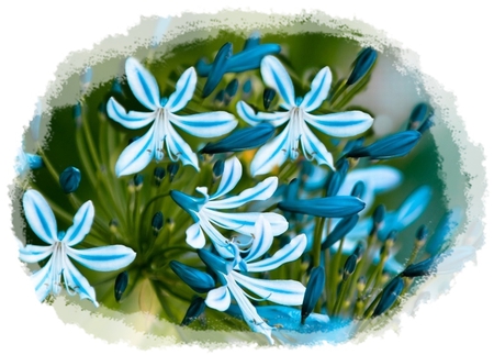 Blue Flowers - flower, delicate, beautiful, flowers, photoshop, nature, blue