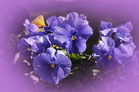 Pansies - flowers, flower, purple, pansies