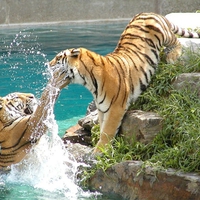 Playing Tigers