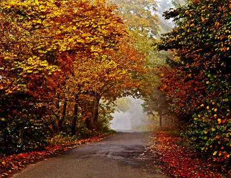 Foggy Autumn Day - autumn, trees, day, foggy, road