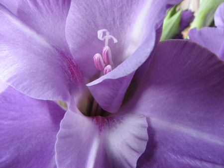 Gladiola - elegant, image, beautiful, photography, flowers, popular, nature, purple, background, gladiola