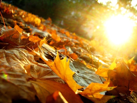 Leaves on Fire ! - sunlight, maple, fire, leaves