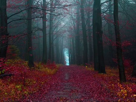 Pathway to Paradise ! - rosy, forest, beautiful, leaves, misty