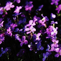 Lovely Purple Flowers