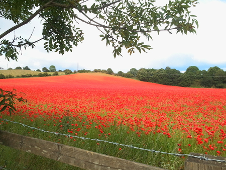 a_field_of_poppies - flowers, field, red, poppies