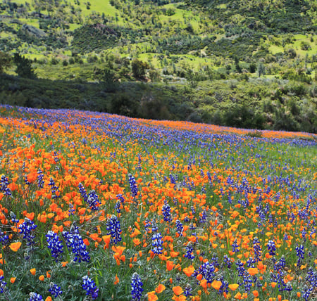 Lupine_and_Poppies - flowers, feild, poppies, lupine