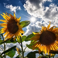 Sky in a beautiful summer day