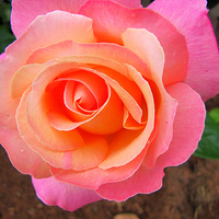 Pink and Peach Rose for Gayatri !