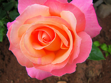 Pink and Peach Rose for Gayatri ! - rose, gift, pink, peach