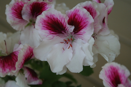 Splashes of Pink ! - white, pink, beautiful, flowers, splashes