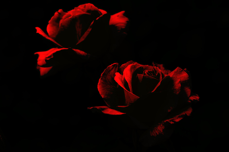 Roses are Red - pair, passion, romantic, roses, red, petals, black, contrast