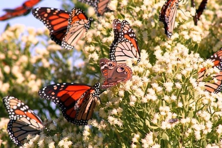 Monarchs for Monarch( Cherie) - monarch, madness, pretty, butterflies