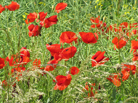 poppies field - field, red, nature, poppies