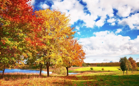 Autumn Trees - colors, autumn, field, trees