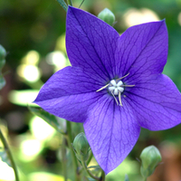 BLUE FLOWER