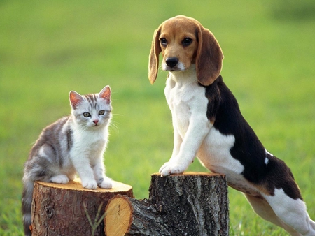 beagle and kitten - beagle, cat, pets, sweet, friends, kitten