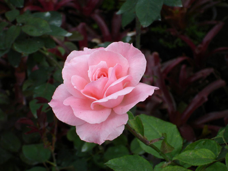 MY LOVELY PINK ROSE - beauty, nature, life, wild