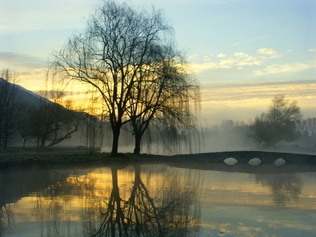 Willows in the mist - willow trees, morning, clouds, peaceful water, mist