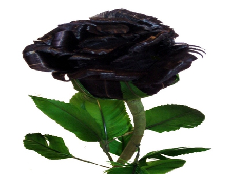 MY LOVELY BLACK ROSE - nature, beauty, life, wild