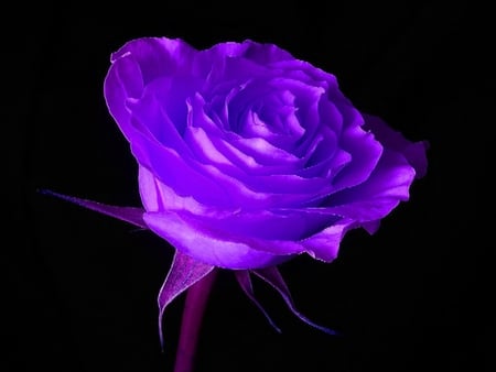 MY LOVELY PURPLE FLOWER - nature, beauty, life, wild