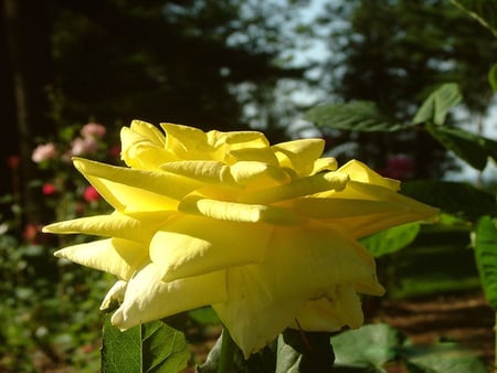 MY LOVELY YELLOW FLOWER - nature, life, usa, wild