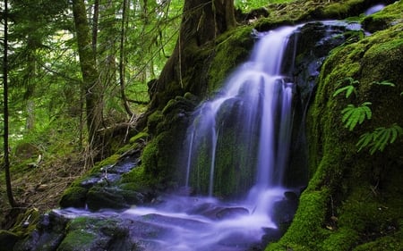 FOREST FALLS - nature, waterfall, woods, creek