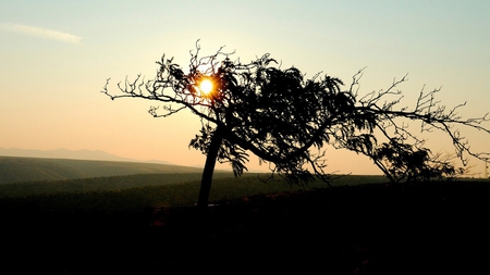 sky-and-clouds - hill, sky, sun, mount, night, sunset, field, nature, view, clouds, tree