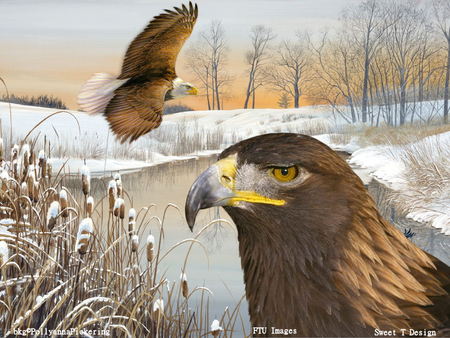 Eagles - lake, eagle, winter, eagles